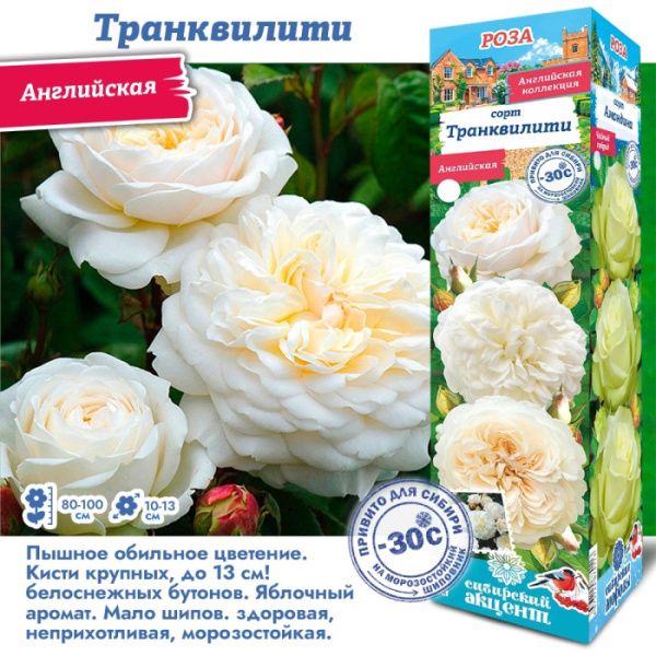 Роза Транквилити