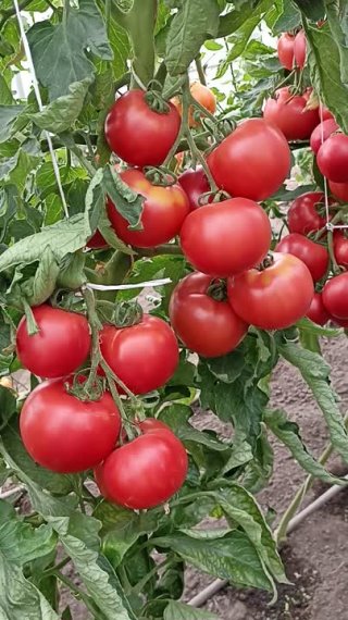 Томат Шанс. Ваш шанс на высокий урожай!