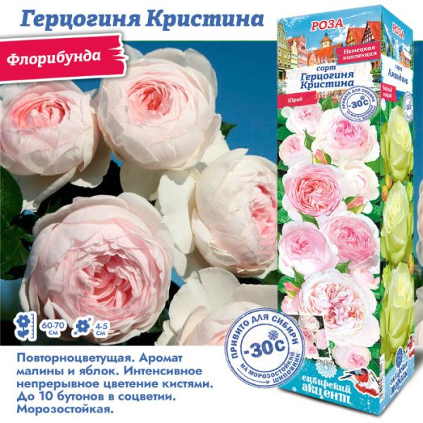 Роза Герцогиня Кристина