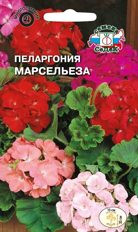 Цветок Пеларгония Марсельеза (зональная смесь)