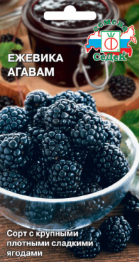 Ягода Ежевика Агавам