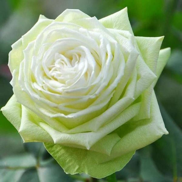 Роза Вакана