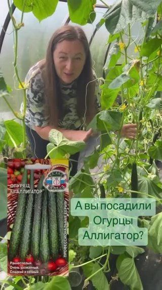 Огурец Аллигатор 