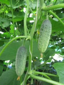 огурец Феникс Плюс  10г