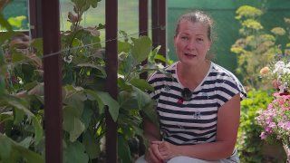 Как получать ударные урожаи баклажанов?