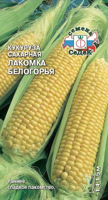 Кукуруза Лакомка Белогорья (сахарная)