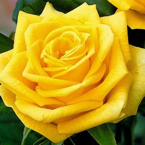 Роза Сфинкс