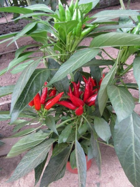 перец Клюв Сокола  5 г.