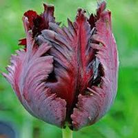 Тюльпан Блэк Пэррот бордовый 10шт / Tulipa BLACK PARROT