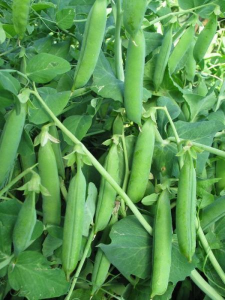 горох Чудо Кельведона 500 г