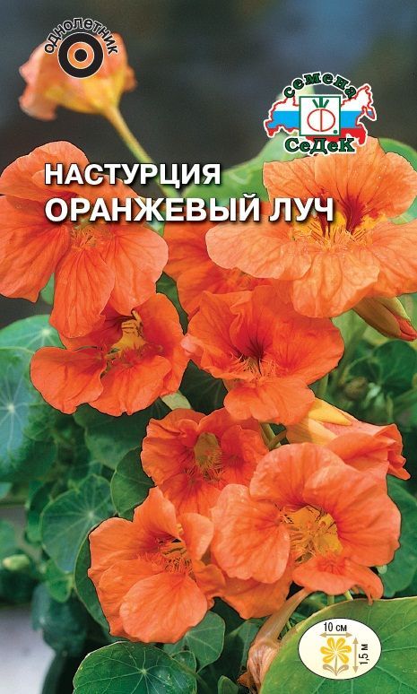 Цветок Настурция Оранжевый луч