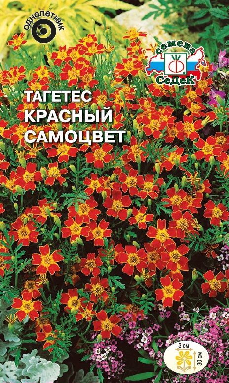 Цветок Тагетес Красный Самоцвет