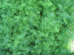 укроп Деликат  100 г