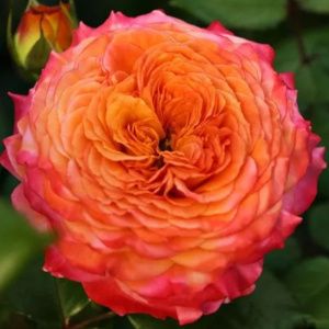 Роза Метеор