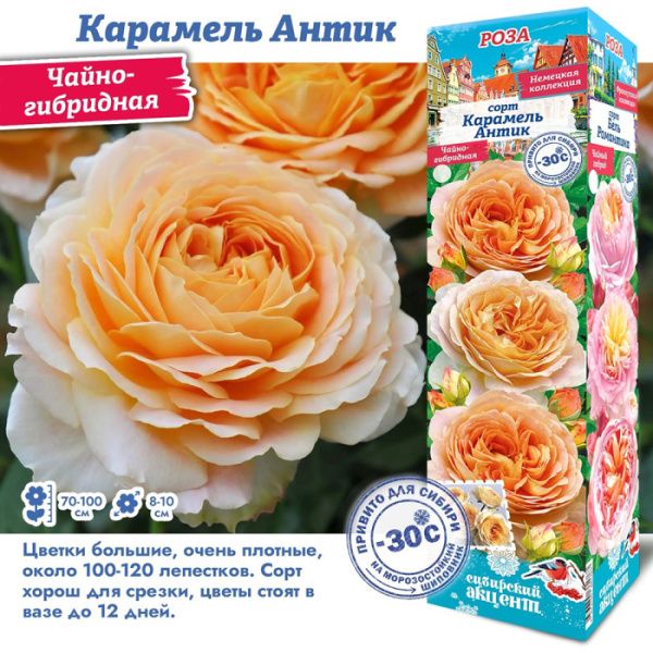 Роза Карамель Антик