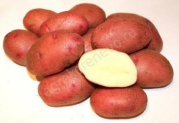 Семенной картофель Любава 2 кг (суперэлита)