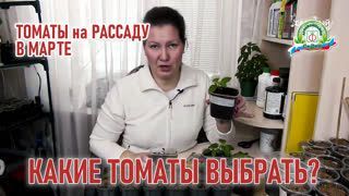 Как сеять томаты в марте. Рекомендация садового эксперта!