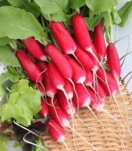 редис 18 дней  (отборный) 100г.