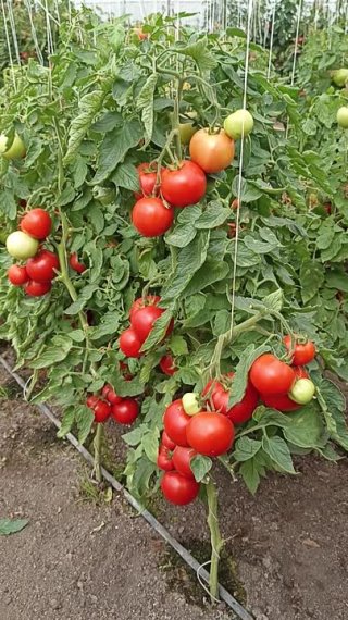 Томаты-Александры. Надёжность в каждом кусте!