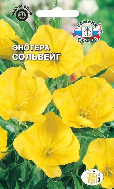Цветок Энотера Сольвейг миссурийская жёлтая
