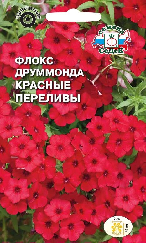 Цветок Флокс Друммонда Красные Переливы