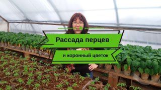 Рассада перца: короновать или убрать?