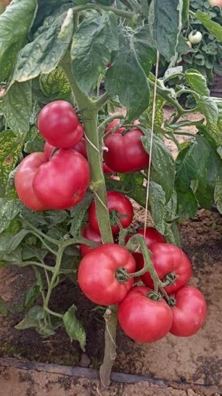 Крупные розовые лёжкие томаты как подарок для любого огородника 