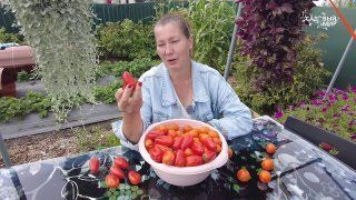 Томаты для безрассадного выращивания