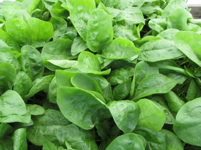 шпинат Ажур  100г.