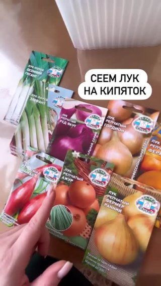 Сеем лук «на кипяток»