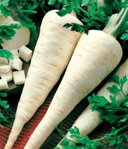 петрушка Сахарная (корневая)  100 г