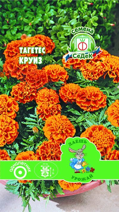 цветок Тагетес Круиз (отклоненный, красно-коричневые с желтым краем) ДУ