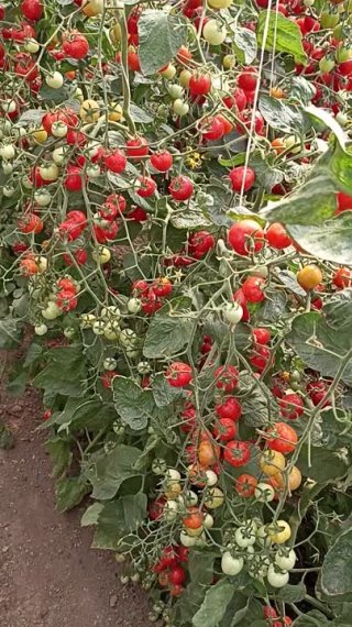 Томат Черри Клубничный. Самая урожайная "клубника" на вашем участке!