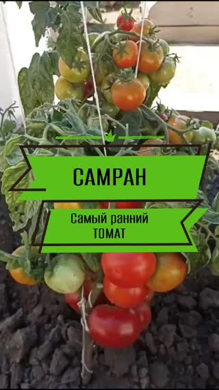 А это томат Самран. Он самый ранний