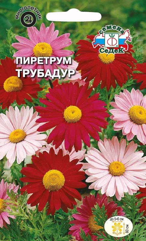 Цветок Пиретрум Трубадур гигант Робинсона (смесь)