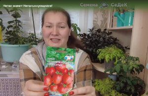 Сорта и гибриды томатов серии Непас от Седек