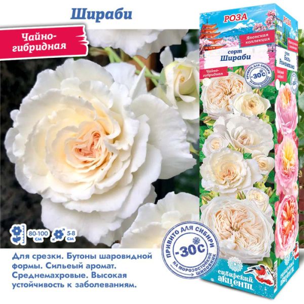 Роза Шираби