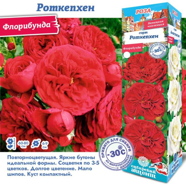 Роза Роткепхен