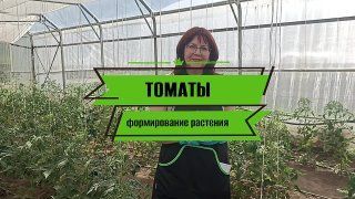 Формирование детерминантных и индетерминантных томатов. В чем разница?