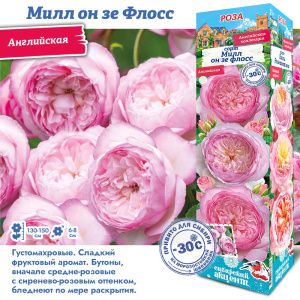 Роза Милн Он Зе Флосс