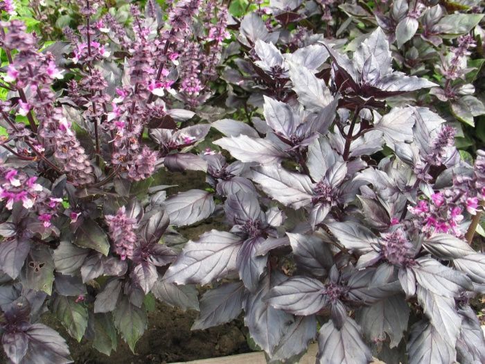 базилик Смуглянка (фиолетовый)  50г.