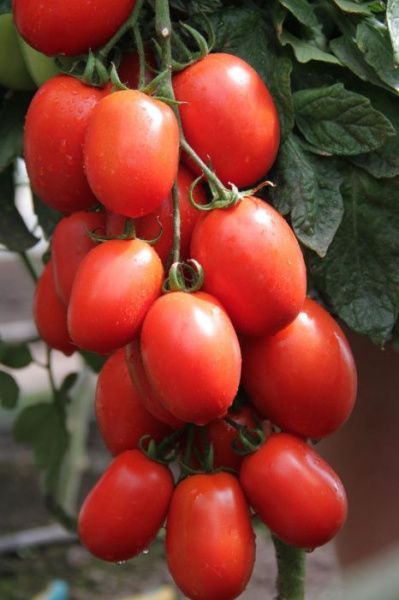 томат Железная Леди F1  5 г