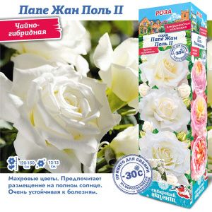 Роза Папе Жан Поль 2
