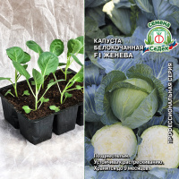 Капуста б/к Женева, кассета 6шт.