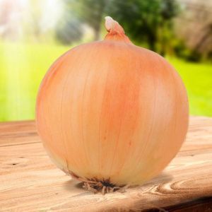 лук Гордион F1  (репч) 100 г