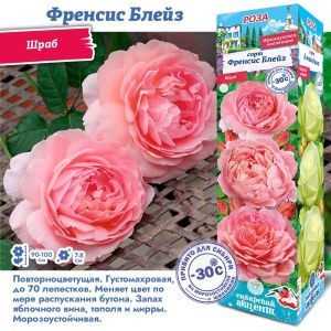 Роза Френсис Блейз