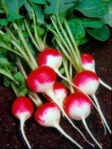 редис Премьер  100г.