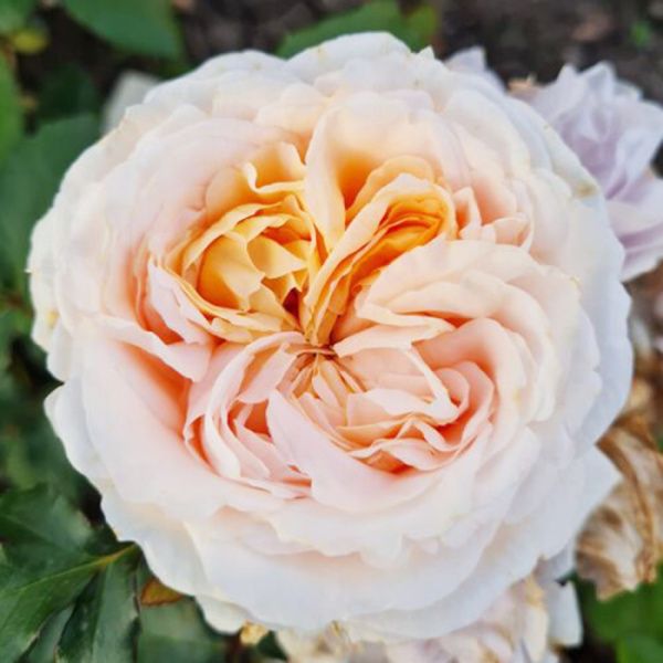 Роза Ваниллафрагранс