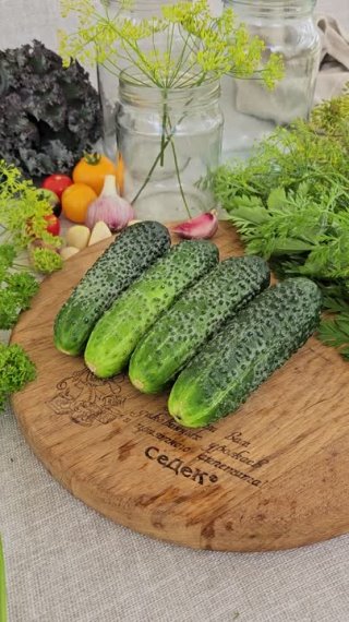 Огурец Самкон 11. Урожай от земли до макушки!