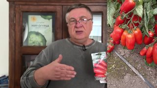 Кулинарная сказка из томатов СамКон! Мнение Андрея Туманова.